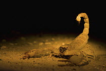 Scorpion (Parabuthus stridulus) ready to attack, Central Kalahari Game Reserve, Lethiau Valley, Botswana