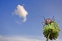 Koringkriek Armored Bush Cricket (Acanthoplus armativentris), Gaborone Game Reserve, southeast Botswana