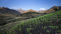 Mountain view with the sentinel of the Amphitheatre in the background and ferns in the foreground, Royal Natal National Park, South Africa