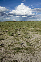 Rain falling over dry landscape, Central Kalahari Game Reserve, Lethiau Valley, Botswana