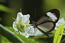 Nymphalid Butterfly (Ithomia sp) feeding on flower, Mindo, Ecuador