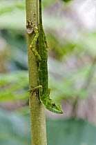 O'Shaughnessy's Anole (Anolis gemmosus) male bright green morph, Mindo, Ecuador