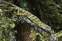 Equatorial Anole (Anolis aequatorialis) on mossy tree limb, Mindo, Ecuador