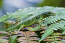 O'Shaughnessy's Anole (Anolis gemmosus) male on fern, Mindo, Ecuador