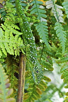 O'Shaughnessy's Anole (Anolis gemmosus) camouflaged male on fern, Mindo, Ecuador