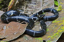 Halloween Snake (Pliocercus euryzonus) a non-venomous coral snake mimic, Mindo, Ecuador