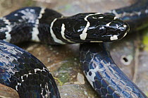 Halloween Snake (Pliocercus euryzonus) a non-venomous coral snake mimic, Mindo, Ecuador