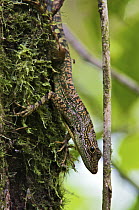 Equatorial Anole (Anolis aequatorialis) large male perched on mossy tree trunk, Mindo, Ecuador
