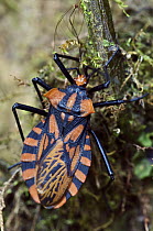 Assassin Bug (Reduviidae) close-up, Mindo, Ecuador