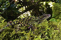 Equatorial Anole (Anolis aequatorialis) young male perched on mossy tree limb, Mindo, Ecuador