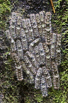Caterpillars massed on tree trunk preparing to pupate, Mindo, Ecuador