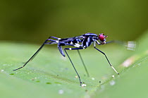 Stilt-legged Fly (Micropezidae) signalling with leg, Mindo, Ecuador
