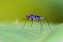 Stilt-legged Fly (Micropezidae) signalling with leg, Mindo, Ecuador