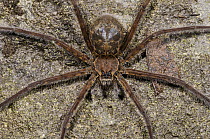 Fishing Spider (Dolomedes sp) female, Mindo, Ecuador