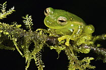 Emerald Glass Frog (Centrolene prosoblepon) male, Mindo, Ecuador