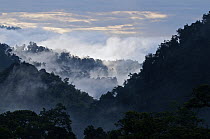 Evening mists in the cloud forest on the western slope of the Andes, Mindo, Ecuador