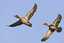 Yellow-billed Duck (Anas undulata) pair flying, Gaborone Game Reserve, Botswana