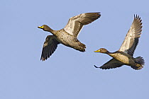 Yellow-billed Duck (Anas undulata) pair flying, Gaborone Game Reserve, Botswana