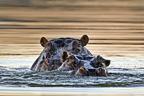Hippopotamus (Hippopotamus amphibius) pair surfacing, Mokolodi Nature Reserve, Botswana