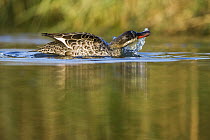 Red-billed Duck (Anas erythrorhyncha) bathing, Gaborone Game Reserve, Botswana