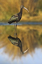 Glossy Ibis (Plegadis falcinellus) standing in shallow water with reflection, Gaborone Game Reserve, Botswana