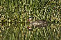 Red-billed Duck (Anas erythrorhyncha) swimming in wetland, Gaborone Game Reserve, Botswana