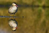 Red-billed Duck (Anas erythrorhyncha) standing in shallow water with reflection, Gaborone Game Reserve, Botswana
