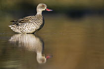 Cape Teal (Anas capensis) standing in shallow water, Gaborone Game Reserve, Botswana