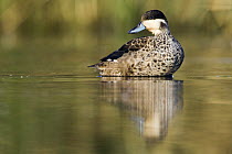Hottentot Teal (Anas hottentota) in shallow water, Gaborone Game Reserve, Botswana