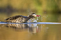Red-billed Duck (Anas erythrorhyncha) bathing, Gaborone Game Reserve, Botswana