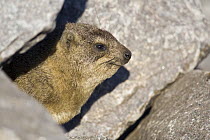 Rock Hyrax (Procavia capensis) sticking its head out from between the rocks, Gaborone Dam, Botswana