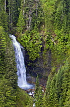 Sylvia Falls cascading in Steven's Woods, Mount Rainier National Park, Washington