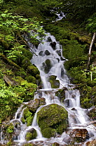 Mountain stream, Mount Rainier National Park, Washington
