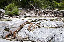Northwestern Garter Snake (Thamnophis ordinoides) basking in subalpine habitat, Mount Rainier National Park, Washington