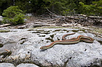 Northwestern Garter Snake (Thamnophis ordinoides) basking in subalpine habitat, Mount Rainier National Park, Washington
