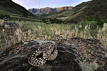 Great Basin Gopher Snake (Pituophis catenifer deserticola) in habitat, near Imnaha, Oregon