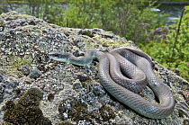 Western Yellow-bellied Racer (Coluber constrictor mormon) near Imnaha, Oregon