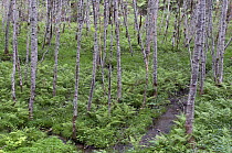 Alder (Alnus sp ) forest with stream, Mount Rainier National Park, Washington
