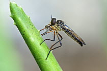 Robber Fly (Asilidae) with beetle as prey, Mindo, Ecuador