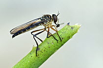 Robber Fly (Asilidae) with prey, Mindo, Ecuador