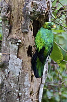Golden-headed Quetzal (Pharomachrus auriceps) male bringing katydid to nest, Mindo, Ecuador