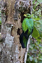 Golden-headed Quetzal (Pharomachrus auriceps) male bringing katydid to nest, Mindo, Ecuador