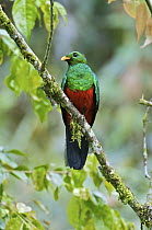 Golden-headed Quetzal (Pharomachrus auriceps) male perched on a branch, Mindo, Ecuador