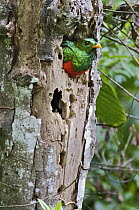 Golden-headed Quetzal (Pharomachrus auriceps) male about to leave nest, Mindo, Ecuador