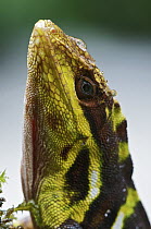 Giant Anole (Dactyloa microtus) male, Boquete, Panama