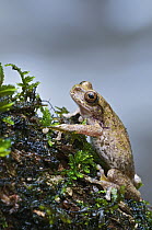 Starrett's Treefrog (Hyla tica) on a tree trunk, Boquete, Panama
