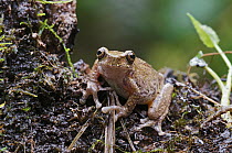 Starrett's Treefrog (Hyla tica) on a tree trunk, Boquete, Panama