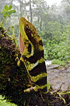 Giant Anole (Dactyloa microtus) male on a tree trunk, Boquete, Panama