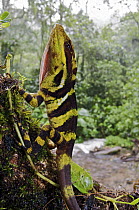 Giant Anole (Dactyloa microtus) male on a tree trunk, Boquete, Panama