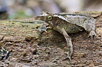 Leaf Litter Toad (Bufo typhonius) on tree trunk, Gamboa, Panama